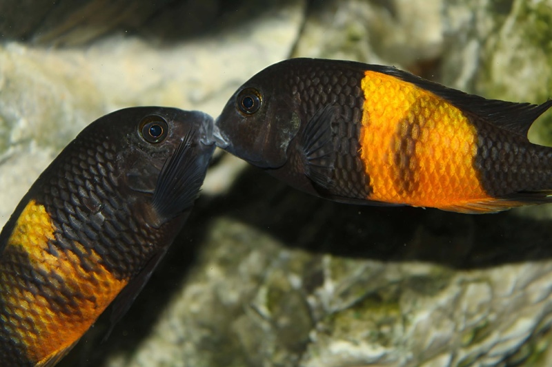 Tropheus sp. 'black' Bemba